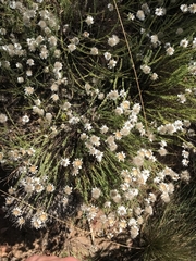 Rhodanthe anthemoides