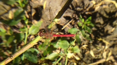 Sympetrum gilvum