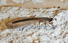 Myrmeleon