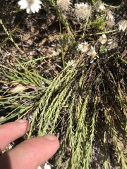 Rhodanthe anthemoides