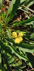 Goodenia glabra
