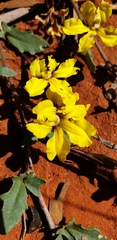 Goodenia glabra
