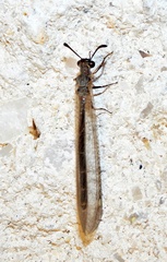 Myrmeleon