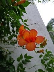 Campsis