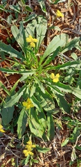 Goodenia glabra