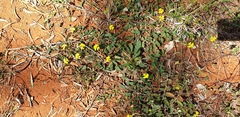 Goodenia glabra