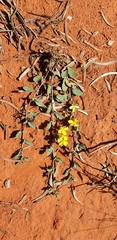 Goodenia glabra