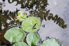 Aquarius paludum paludum
