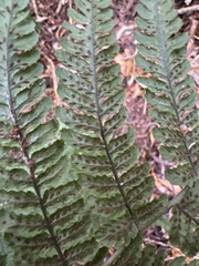 Diplazium sandwichianum