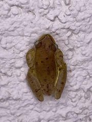 Tlalocohyla smithii