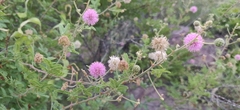 Mimosa hamata