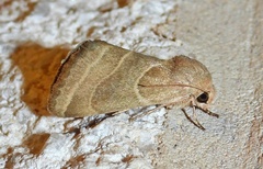 Schinia oleagina