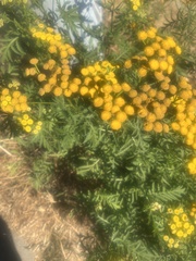 Tanacetum