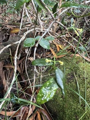 Alyxia stellata