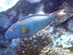 Cetoscarus ocellatus