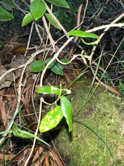 Alyxia stellata