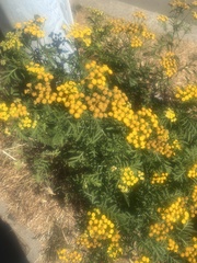 Tanacetum