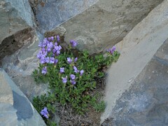 Penstemon davidsonii davidsonii