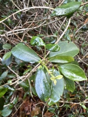 Alyxia stellata