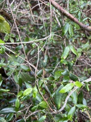 Alyxia stellata