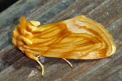 Cirrhophanus triangulifer