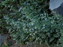 Mertensia paniculata