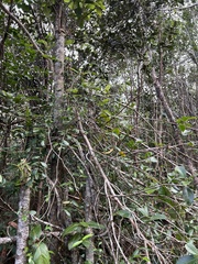 Alyxia stellata