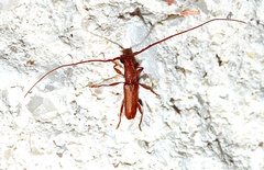 Hypexilis pallida