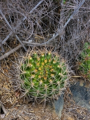 Eriosyce curvispina