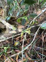 Alyxia stellata