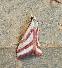 Microtheoris vibicalis