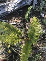 Polystichum proliferum