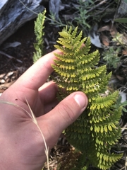 Polystichum proliferum