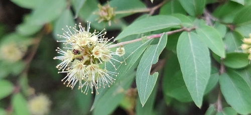 Image of Terminalia pendula by (c) T R Shankar Raman, some rights reserved (CC BY)