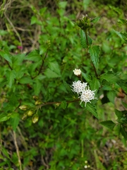 Ageratina glechonophylla