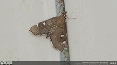 Protonoceras