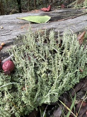 Cladonia