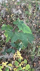 Heracleum dissectum