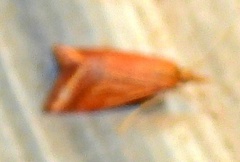 Microtheoris ophionalis