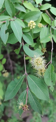 Image of Terminalia pendula by (c) T R Shankar Raman, some rights reserved (CC BY)