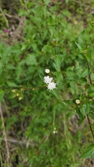 Ageratina glechonophylla