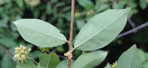 Terminalia pendula, photograph 2