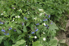 Symphytum caucasicum