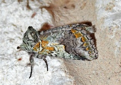 Litodonta hydromeli