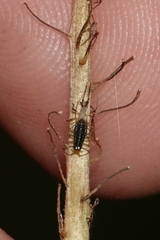 Uroleucon ambrosiae