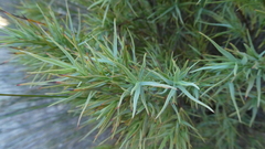 Dracophyllum trimorphum