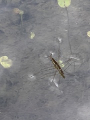 Aquarius paludum paludum