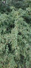 Anogeissus pendula
