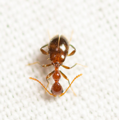 Acanthinus argentinus