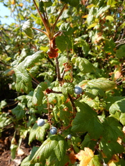 Ribes acerifolium